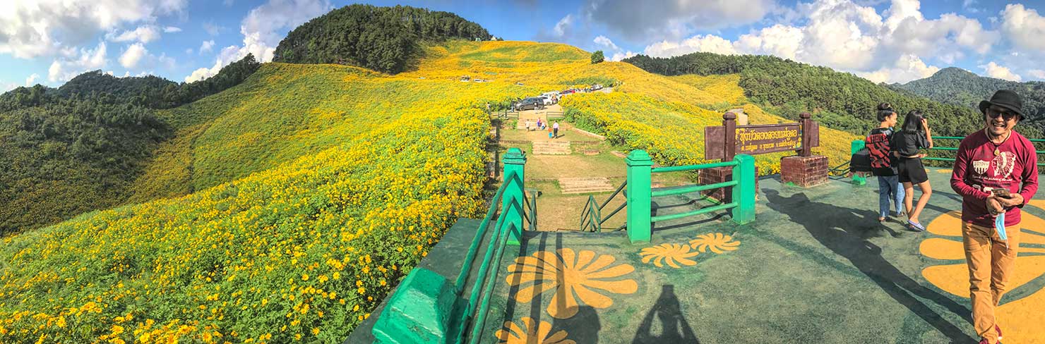 Bua Thong Flower Festival in Thailand