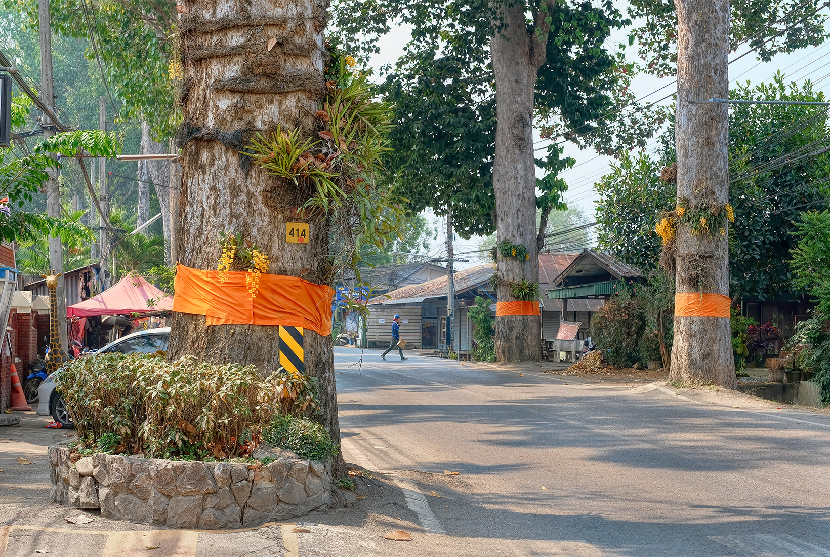 Ordained Spirit Trees of Thailand