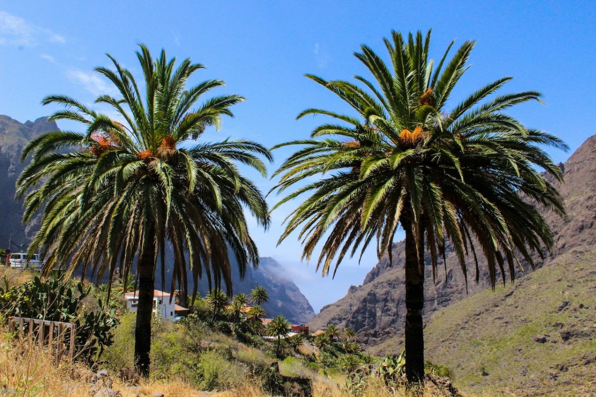 Tenerife in 24 Hours: A Unique Island Tour