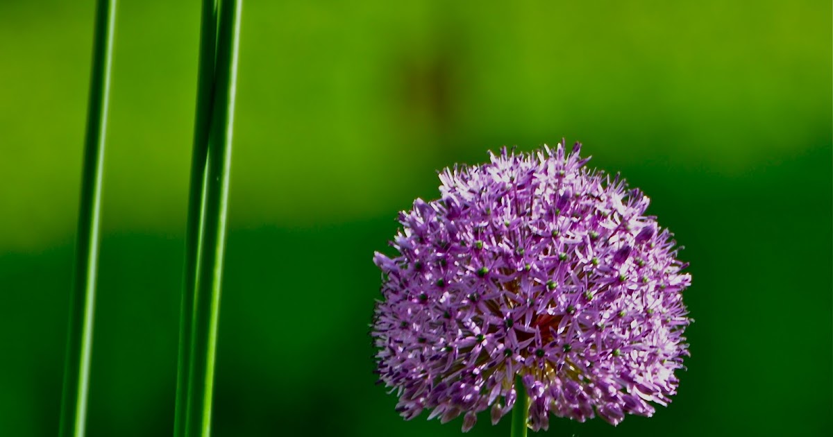 Nature Macro Photography in Mid-Michigan